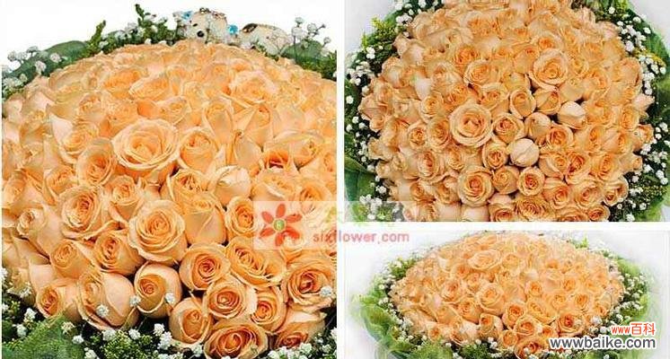 解读香槟玫瑰的花语与象征意义 香槟玫瑰花语代表什么