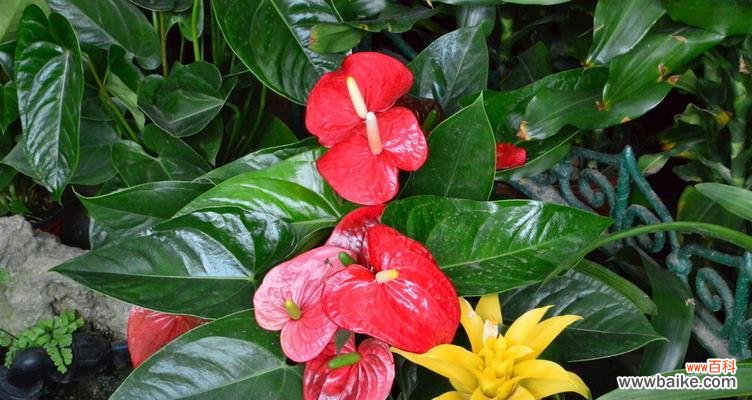 探索火鹤花的美丽与象征意义 火鹤花花语