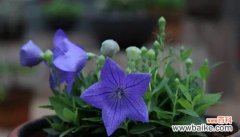 揭秘喇叭花的风水大吉利器 喇叭花的风水寓意与摆放位置