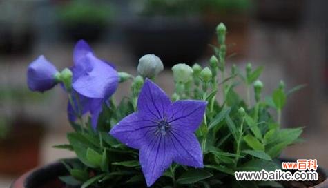 揭秘喇叭花的风水大吉利器 喇叭花的风水寓意与摆放位置