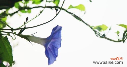 揭秘喇叭花的风水大吉利器 喇叭花的风水寓意与摆放位置