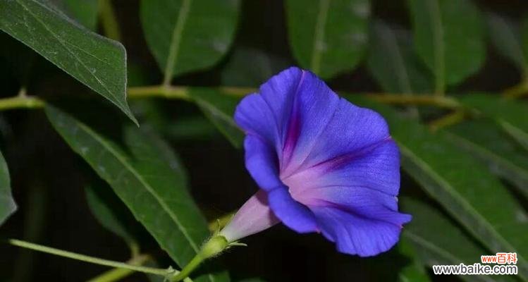 揭秘喇叭花的风水大吉利器 喇叭花的风水寓意与摆放位置