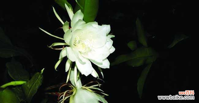 探寻昙花的花语之美 昙花花语的深意与启示