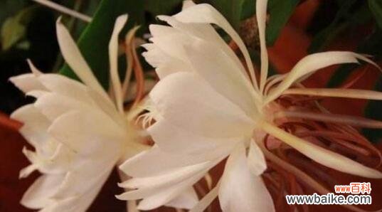 探寻昙花的花语之美 昙花花语的深意与启示