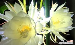 探寻昙花的花语之美 昙花花语的深意与启示