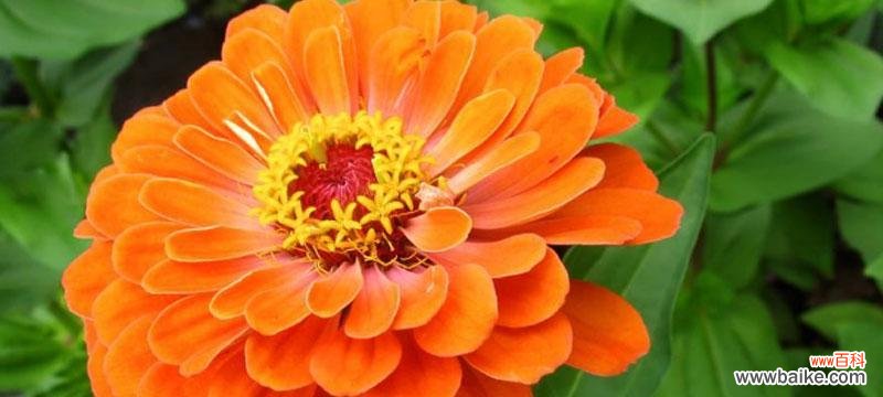 梅花花语中的永不放弃精神 坚毅不拔，以梅花为纽带