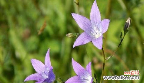 梅花花语中的永不放弃精神 坚毅不拔，以梅花为纽带