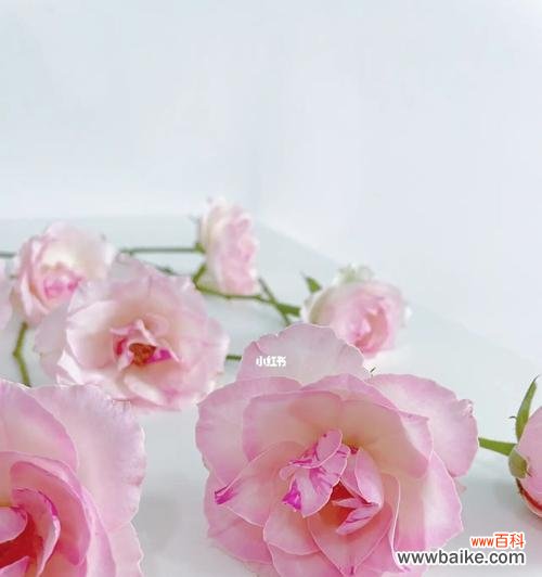 一朵糖果般的花 糖果雪山玫瑰