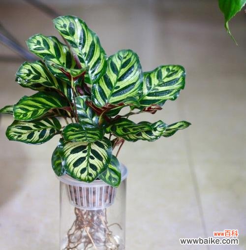 孔雀竹芋的花语是什么？如何养护孔雀竹芋？