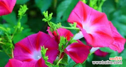 喇叭花的花语是什么？如何用喇叭花表达情感？
