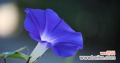 喇叭花的花语是什么？如何用喇叭花表达情感？