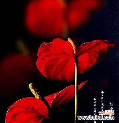 追寻传统与美好的生命之花 火鹤花语