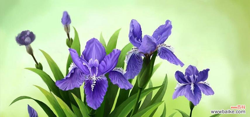 点燃生命的梦想 火花兰花语