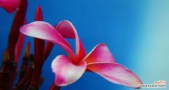 在生活中寻找温馨的象征 鸡蛋花的花语-传递爱与祝福