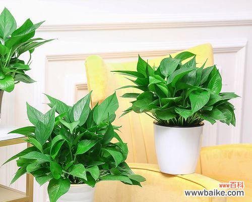 美丽生机的室内风水植物——大叶绿萝 大叶绿萝的风水寓意与摆放位置