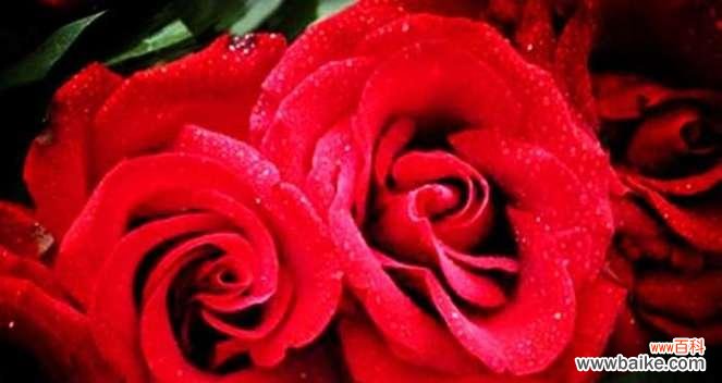 一朵花 玫瑰花的象征意义