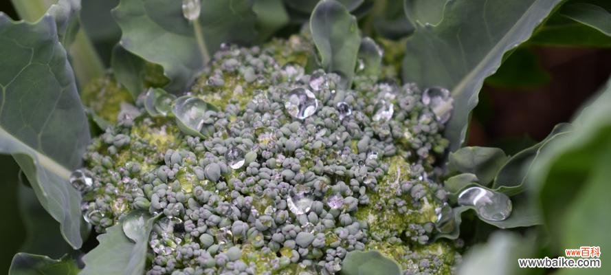 揭示西兰花的神秘语言 西兰花的花语和寓意