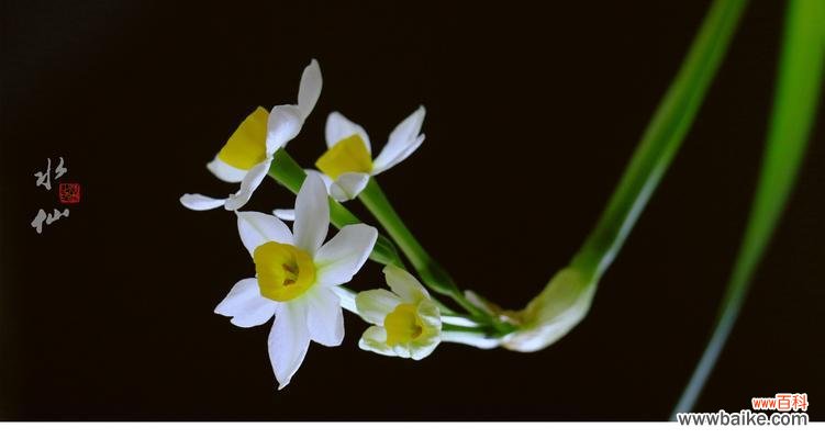 探寻水仙梅花的美丽寓意与深远象征 水仙梅花的寓意与象征意义