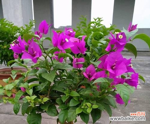 探索三角梅在文化 三角梅的象征意义及其美丽盛开的魅力