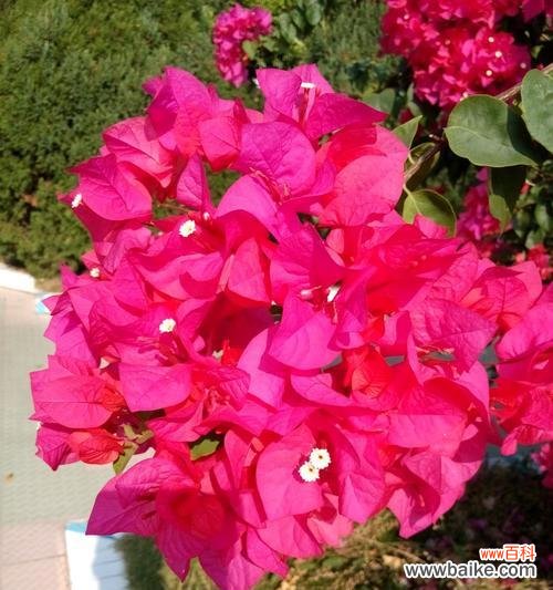 探索三角梅在文化 三角梅的象征意义及其美丽盛开的魅力