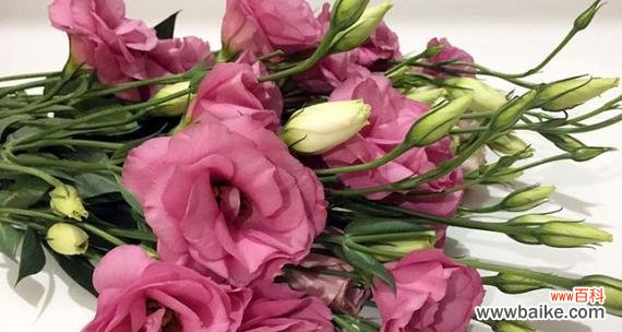 深情厚意 桔梗花的花语与寓意