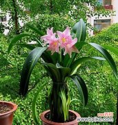 以菊花为载体 吉祥如意，花开幸福