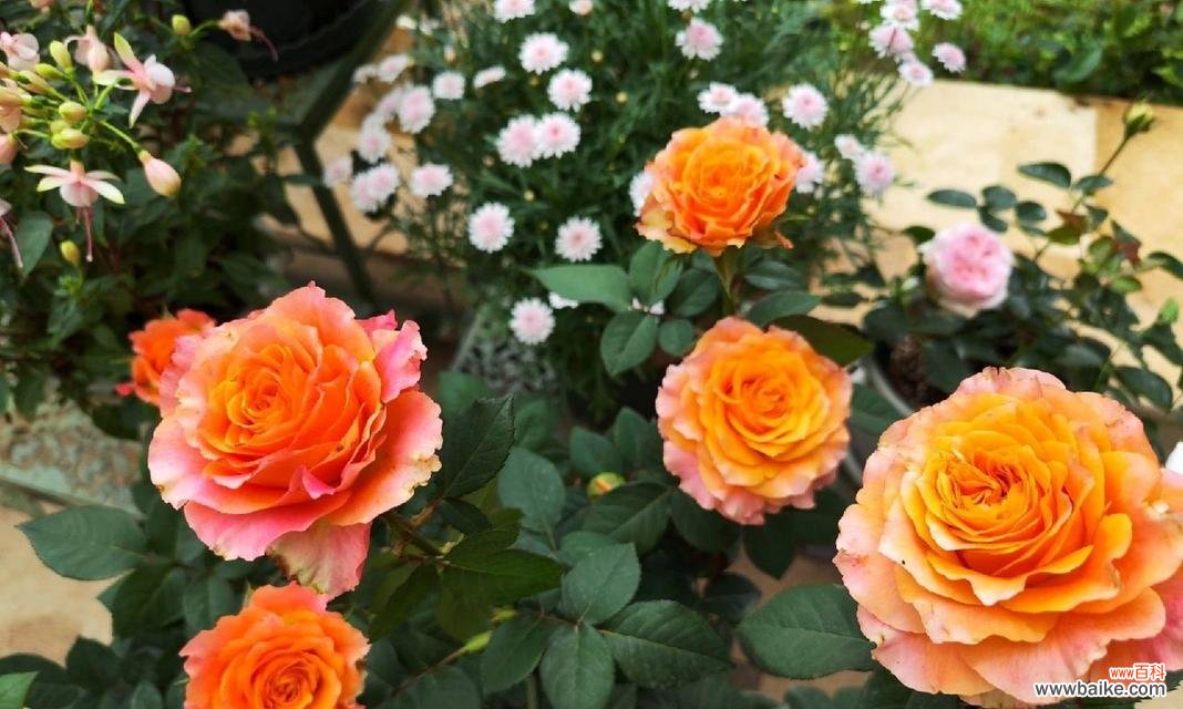 以雏菊为代表 自由之花