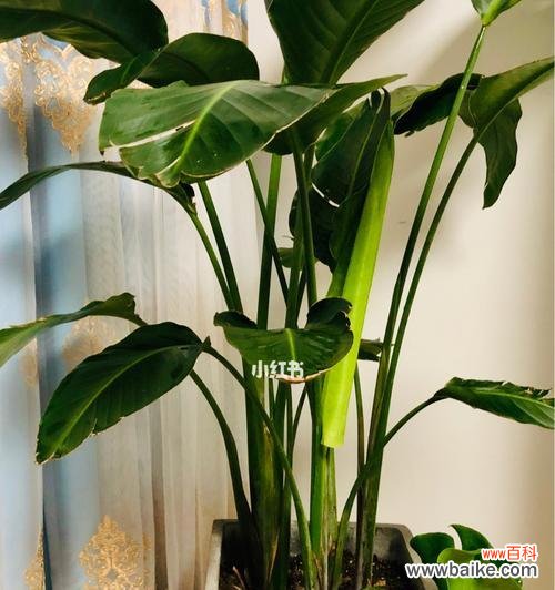 龟背竹的寓意和启示 龟背竹