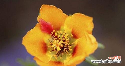 阳光与希望的象征 以太阳花的唯美花语