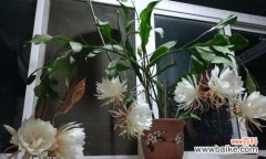 以昙花开花象征的人生意义 昙花绽放的奇迹