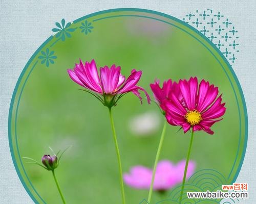 寓意纯洁 白色波斯菊的花语