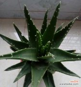 探索红叶芦荟的神秘与意义 红叶芦荟花语