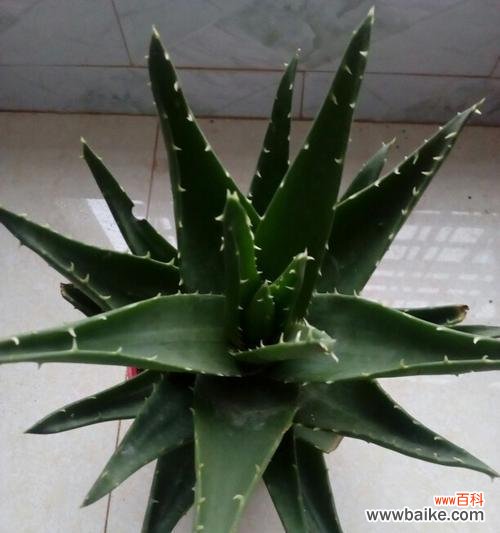 探索红叶芦荟的神秘与意义 红叶芦荟花语