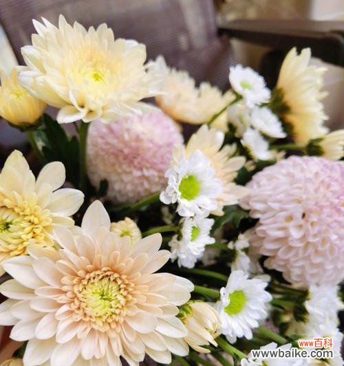 探寻小雏菊的情感与哲思 小雏菊的寓意与象征意义