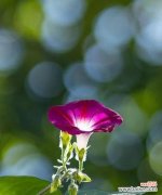 以代表不放弃的花为主题的文章 不放弃的花