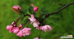 传递生命与希望的观叶海棠花 观叶海棠花语——寓意深远的美丽之花