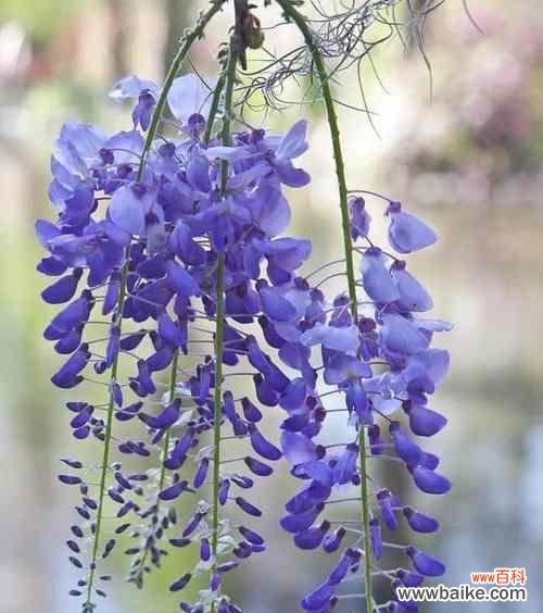 探寻紫藤花的神秘之美 紫藤花的花语与寓意