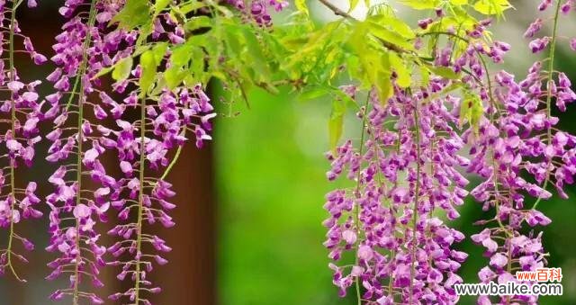 探寻紫藤花的神秘之美 紫藤花的花语与寓意
