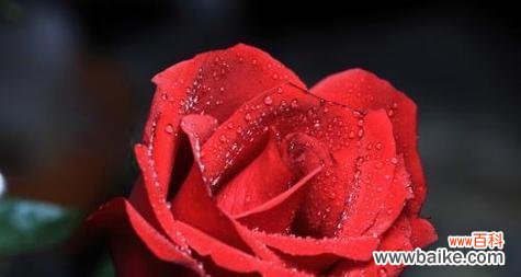 揭示玫瑰数量的深层含义与象征 花开之语