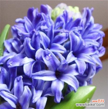 透过依米花的花语 依米花的花语之美与浪漫