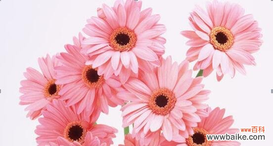 探究荷兰菊花的行为特征及其说谎技巧 揭开花朵的秘密