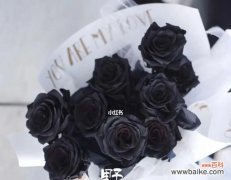 揭示黑玫瑰背后的神秘意义 黑玫瑰花语的深意