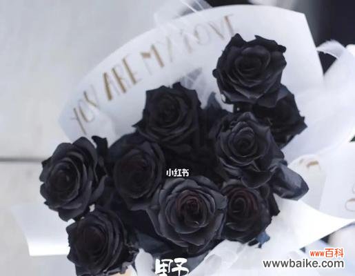 揭示黑玫瑰背后的神秘意义 黑玫瑰花语的深意