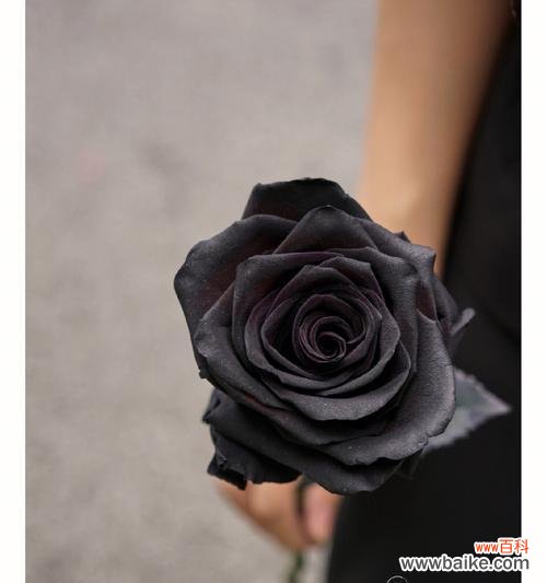 揭示黑玫瑰背后的神秘意义 黑玫瑰花语的深意