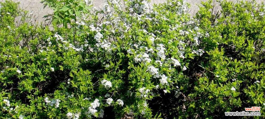 细腻之美 绣线菊的花语与寓意