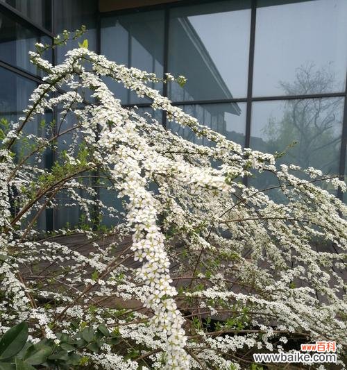 细腻之美 绣线菊的花语与寓意