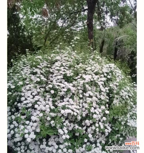 细腻之美 绣线菊的花语与寓意