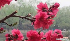 杏花古代别称的文化内涵与情感表达 杏花古代别称的花语及寓意