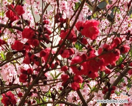 杏花古代别称的文化内涵与情感表达 杏花古代别称的花语及寓意