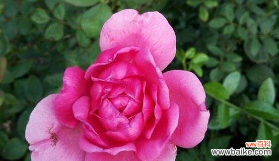 探索月季花的吉祥寓意和美好象征 月季的寓意与象征意义